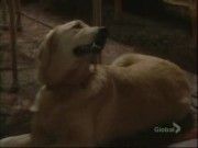La popularité de Fisher le Chien, personnage dans Les Feux de l'Amour