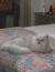 Photo de Harry Le Chat, personnage dans Amour, Gloire et Beauté - Top Models, membre de la famille Autres