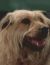 Photo de Bugatti Le chien, personnage dans Les Feux de l'Amour, relation de la famille Newman-Miller