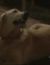 Photo de Fisher le Chien, personnage dans Les Feux de l'Amour, membre de la famille Abbott
