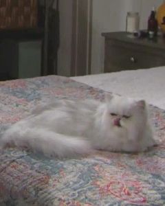 Harry Le Chat,                                     personnage                                 dans Amour, Gloire et Beauté