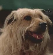 Bugatti Le chien,                                     personnage                                 dans Les Feux de l&#039;Amour