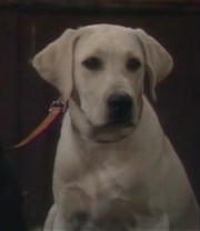 Zapato le Chien,                                     personnage                                 dans Les Feux de l&#039;Amour
