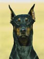 Tiny (le Chien),                                     personnage                                 dans Amour, Gloire et Beauté