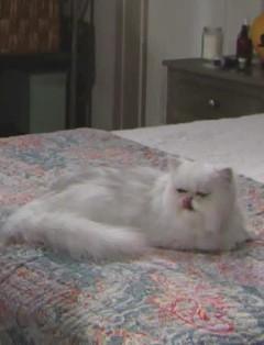 Harry Le Chat, personnage dans Amour, Gloire et Beauté - Top Models