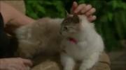 Kitty (le Chat), personnage dans Les Feux de l'Amour