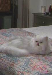 Harry Le Chat